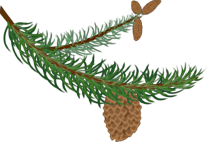 fir branch 2