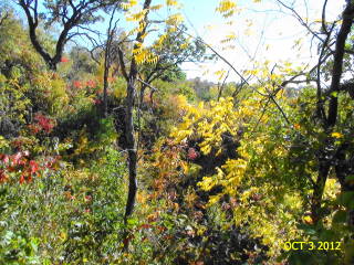 2012-10-03 Waubonsie_foliage